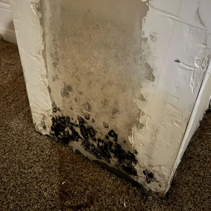 Professional Mold Removal in Wilson County, TX